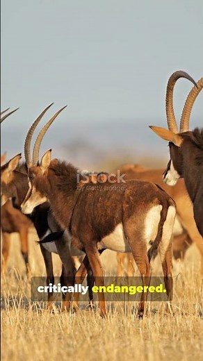 Giant Sable Antelope 🦌 One of Africa’s Rarest Treasures!