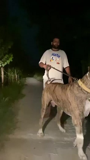 331K views · 4.7K reactions | Dog Breed ➡️ BULLY KUTTA From @deepamann01  Kaintha . #bullybreed #bullykutta #arispedigreeonline #wdogsintheworld #molosser | Dogs In The World | Facebook