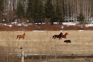 Grizzly Chases Deer While Horses Try to Run Interference