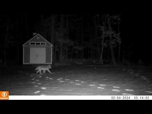 Coyotes Chasing Deer | A Deer Tracks Episode