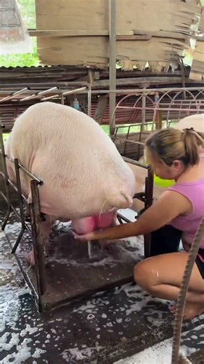 How We Raise Pigs Naturally 🌱 #pigfarm #farmlife #livetockcare
