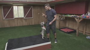 36K views · 608 reactions | Feet up, feet down! Is Hachi is ready for her new role as an outreach program mascot? | Lucky Dog | Facebook