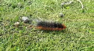 Have you spotted any 'Woolly Bears' this summer? This exceedingly hairy and striking caterpillar is a garden tiger moth. Its hairs act as an irritant and protect it from predators, such as birds – be warned in case you pick one up! It feeds on nettles, dock leaves and many garden plants #lovewildlife | Ulster Wildlife