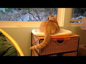 CAT WAGS TAIL like a dog!!