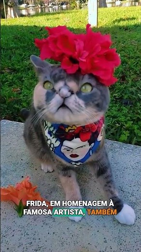 Top 10 nomes de #gatas! #cobasi #cats #gatos #pets #cuidadopet