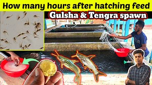 996K views · 9.9K reactions | Fish Info on Reels | Facebook