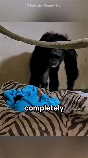 Chimp Mom Thought Baby Was Gone… Then This Happened 🐒💔➡️❤️