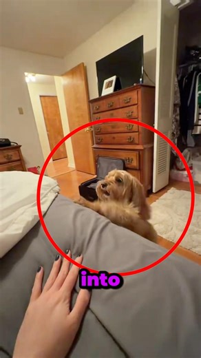 This Secret Mission to Sneak the Dog in Bed is 100% Relatable! 🐶🤫