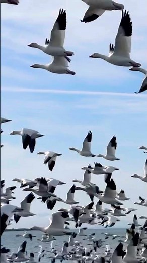 Honking Sky ❄️ Thousands of Snow Geese Take Flight!