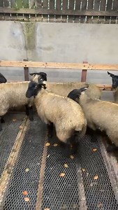2.5K views | Breeding & Store Lamb Sheep Sale ‼️Thursday 26th September ‼️  Special entry of 60 Suffolk mule ewe lambs and 60 mule ewe lambs. All 50kg plus and ready to tip.  Yard Open 1pm  Sale Commences 7pm Online Bidding Available Via MartEye For More Information Contact ☎️The Mart Office 02879401246 (opt.2) Eamon 07885 781796 | Swatragh Livestock Market | Facebook