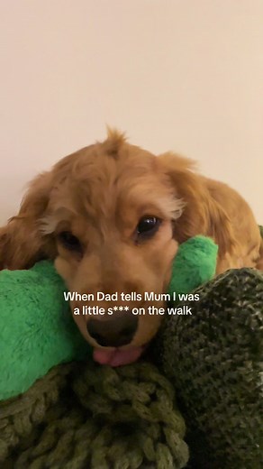 #cockerspaniel #doggo #doglove #puppyeyes #puppylover