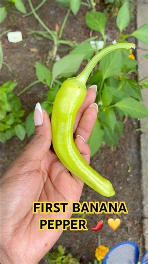 He saw it, grabbed it, and claim the harvest😂🫶🏾 #garden #gardening #banana #pepper