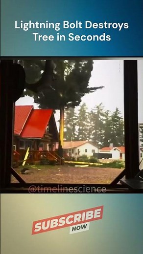Lightning Bolt Destroys Tree in Seconds
