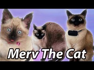 FUNNY Merv The Cat TikTok - Talking Cat Compilation . ‪@MervTheCat‬