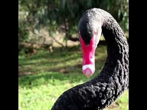 Stunning Black Swan Species Gracefully Swimming in Australia