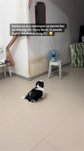 Sorry Nomi di pa tayo mayaman kaya di ko kaya na laging bukas yung AC. 🥹 PS: Pinunasan ko naman siya dyan ng basang bimpo at pina-inom ng malamig na water. #foru #shihtzu #shihtzusoftiktok #summerheat #heatwaves