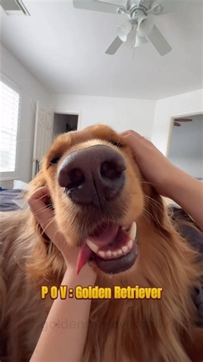 Life is better with Golden Retriever 🐶❤️