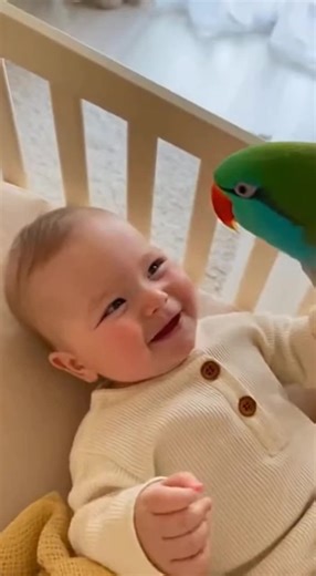 Parrot fun with baby #parrot #viral #foryoupage❤️❤️ #us