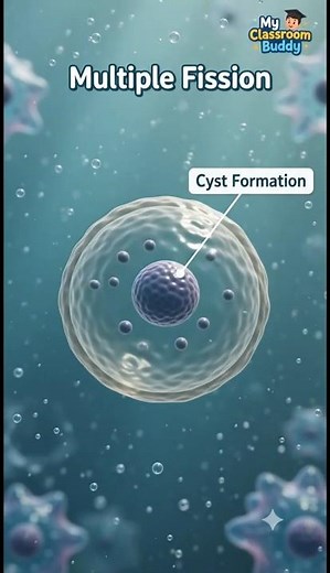 Life Processes of Amoeba 🦠 | Science 3D Animation (Easy Explanation)