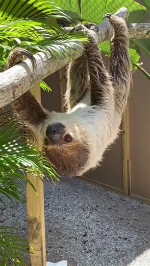 Sloth – Nature’s Slow-Motion Master 🦥 | Amazing Animal Facts