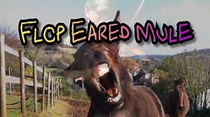 Old Time Fiddle - Flop Eared Mule for a lively Square Dance or some Flat-footing. Chords - ChordU