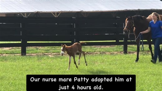Came across this oldie but goodie on a beautiful Sunday morning! Patty and her 2020 orphan colt. Born premature and orphaned at birth he had his fair share of challenges. After long days in the NICU, he finally got to see some sunshine and he didn’t disappoint us with his zoomies! In our search for an update unfortunately, we received the sad news our client (foal’s owner) passed away. We will continue to see if we can find out where this little guy ended up. Hopefully out there doing big things