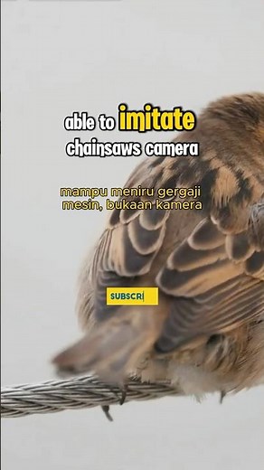 Incredible Lyrebird Mimics Chainsaw Sounds