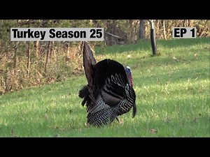 Spring Turkey Hunting 2025 Episode 1 The king and his court. #springturkeyhunting #turkeyhunting