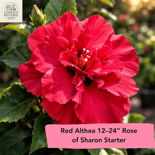 Red Althea Hibiscus Syriacus Live Bare Root Plant 12–24 Inch - Etsy