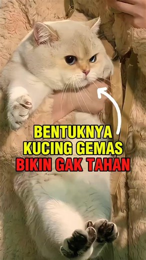 ​JANGAN TERTIPU LUCUNYA KUCING MUNCHKIN #shorts #faktakucing #viral #videoshort