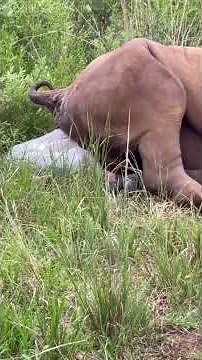 RHINO GIVES BIRTH TO BREECH BABY INCREDIBLE FOOTAGE