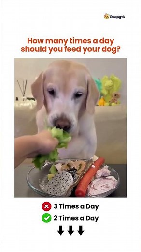 How many times a day should you feed your dog 🐕👇