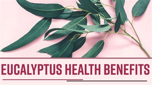 Eucalyptus Health Benefits: From Skincare To Digestive Care, This Plant Is Miraculous | Watch Video