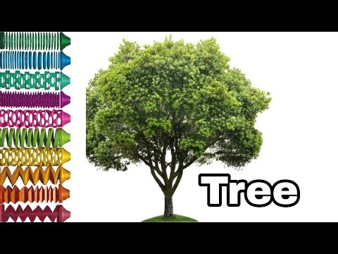 How to draw a tree 🌲 colour