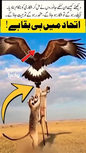 Martens United to Save Their Mate from an Eagle#shorts#ytshorts#viral#trending#animalUnity#wildlife