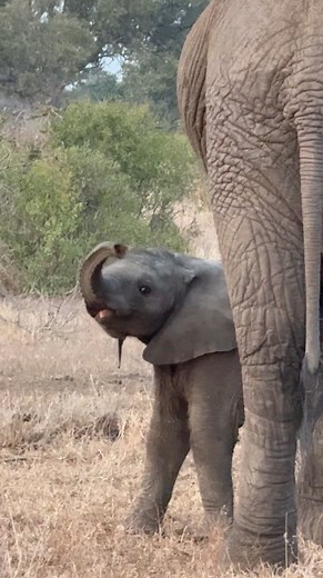 Shy Little Elephant ❤️🐘#gorgeous #wildlife #safari #elephant #animals | Wildest Kruger Sightings