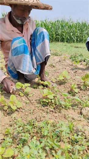 Weeding at Amaranth field #shorts