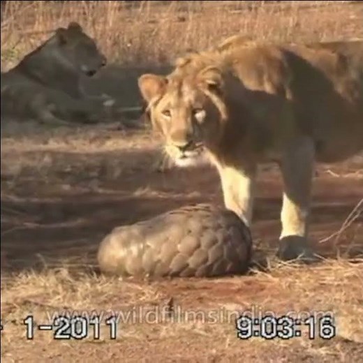Pangolin fights off Lions by curling up! #shorts #wildlife