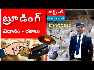 Brooding in Poultry / బ్రూడింగ్ విధానం /బ్రూడింగ్ రకాలు