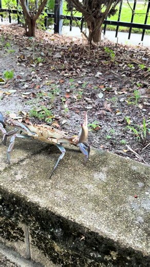 The best and most affordable real blue crab decorations #greatwork #incredible #crabs #beachvibes #clearwaterbeach
