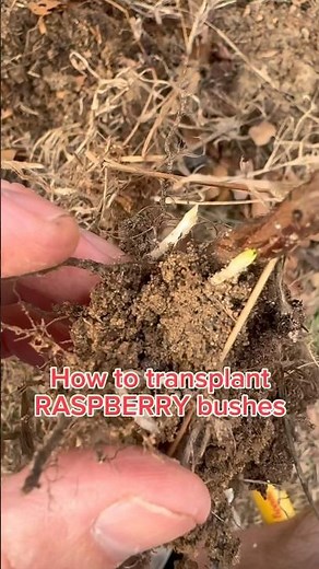 How to transplant your raspberry bushes #gardening #fruit #plants