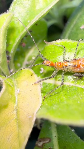 Zelus es un género de chinches asesinas, familia Reduviidae. Hay más de setenta especies descritas, la mayoría de las cuales se encuentran en Centro y Sudamérica. Hay siete especies en Norteamérica. Miden 8-25 mm. Se alimentan de una gran variedades de insectos. #primavera #nature #iphone13pro #naturaleza #relax #fly