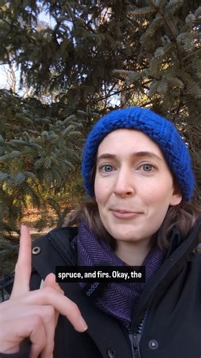 Molly Edwards, PhD on Instagram: "I love 🎄 trees! Here's how to ID three conifers that are commonly used as Christmas Trees this time of year 🌲🌲🌲 You can see them all together and test your ID skills at the @arnold_arboretum ! #scienceirl #arnoldarboretum #botany #botanical #arboretum #treeidentification #conifer #christmastree #pine #fir #spruce #trees #christmas #christmasdecor #wintertrees #winter #tistheseason #boston"