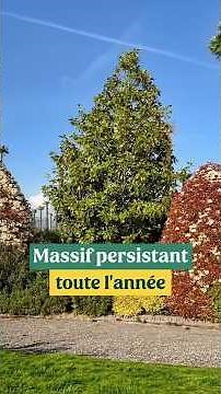 Evergreen shrub: green all year round with staggered flowering periods
