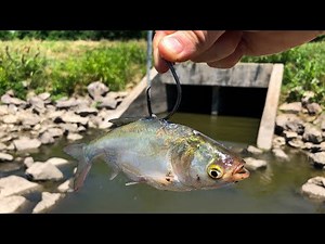 Fishing GIANT LIVE Baits in a Tiny CREEK SPILLWAY!!!