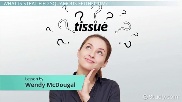 Stratified Squamous Epithelium | Overview, Function & Location