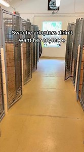 4 year old choc lab, located in ohio. Msg on insta for more details. #dog #adoption #shelterdog #rescuedog #servicedog | Mister Beanito