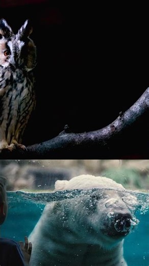 Did you know owls can mimic birds for 100 years?