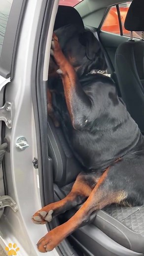 Rottweiler Drama: When Dogs Get Hilariously Serious