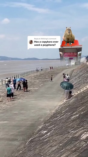Telstra Capybara: The Answer is Yes